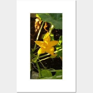 Squash Blossom Posters and Art